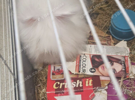 Long haired rabbit