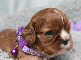 Health Tested- Cavalier King Charles Spaniel
