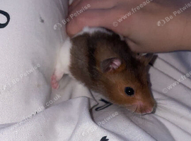 Hamster needs to go