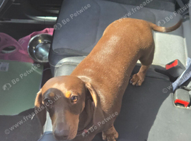 Choc and tan miniature daschund
