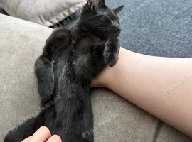 One kitten left from my girls litter