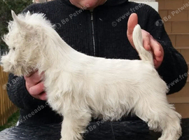 West highland terrier puppies