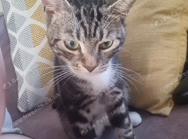 Beautiful male cat