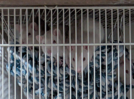Four male rats and cage to loving home