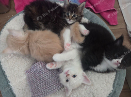 Outstanding TICA registered Maine Coon Kittens