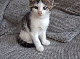 Kittens