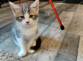 Maincoon mix
