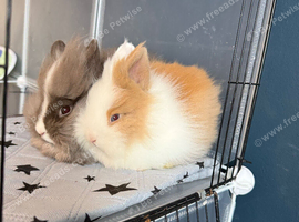 2 x Teddydwerg bunnies Does Bonded
