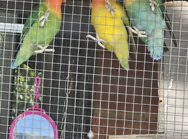 Love birds for sale
