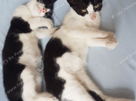 Two bonded 4-month-old kittens looking for a loving home together ️