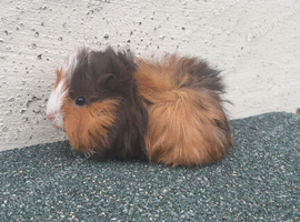 Guinea Pigs