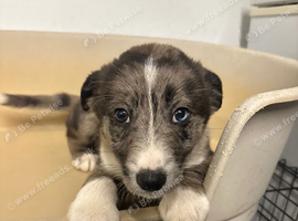 Collie cross Malinios