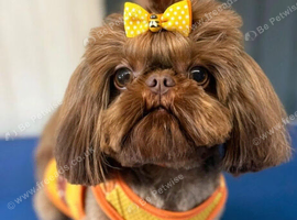Bumble - Imperial Shih Tzu Stud,