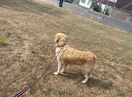 golden retriever