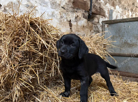 Labrador puppies