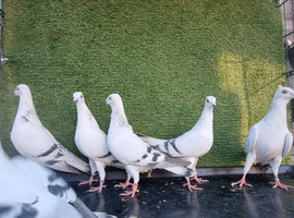 Pigeon for sale ( Zalobny )