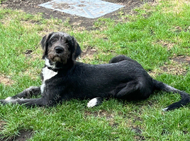 He is an Irish mix!