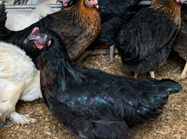 Rhode rock point of lay pullets
