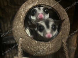 2 sugar gliders