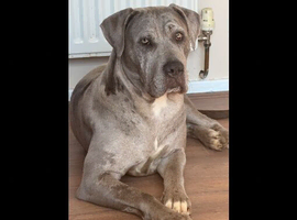 13 month old female cane corso