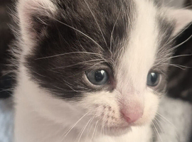 Kittens 1 girl left