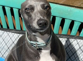 Blue whippet for sale