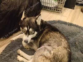 Selling husky