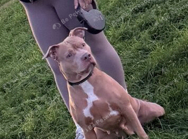 Looking for a loving home
