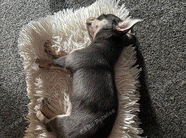 Beautiful blue tri chihuahua