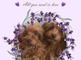 DNA clear maltipoo girls