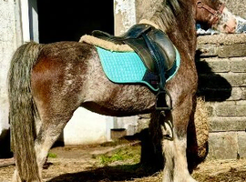 Beautiful bay roan Welsh part bred