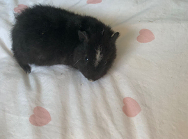 Baby male Guinea pig