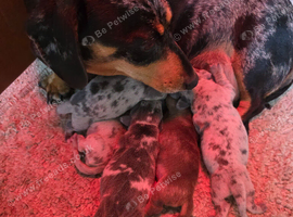 Dappled DNA tested miniature dachshunds