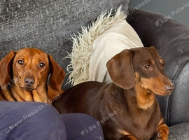 Adult Female Dachshund