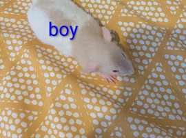 baby dumbo/rex rats very sweet natured