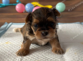 Gorgeous imperial Shih Tzu