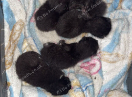 Kittens