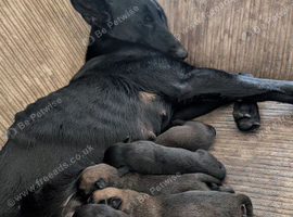 Belgian shepherd pups
