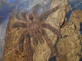 Misc Tarantulas + Setups