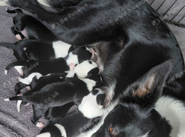 2 female border collie pups left 8 weeks old