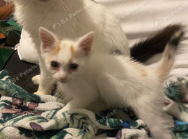 Last female kitten