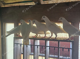 White busscheart