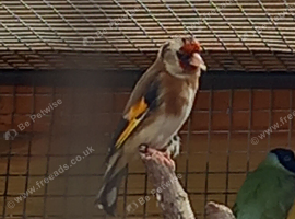 Goldfinch