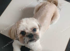 Available as Stud Dog