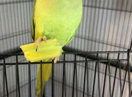 Baby green ring neck Talking Parrot