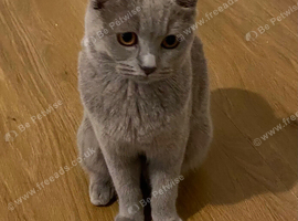 Female British blue x ragdoll for sale