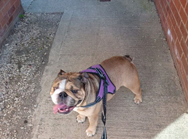 English Bulldog