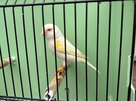 Red eyed yellow mosaic hen