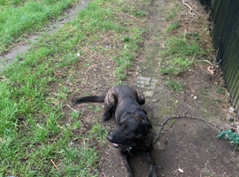 male dutch herder  x mali