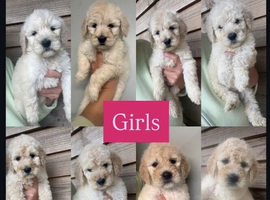 Goldendoodle Puppys for sale